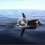 Orcas vor Hitra
